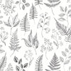 Betula – 15936