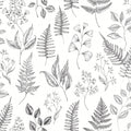 Betula – 15936