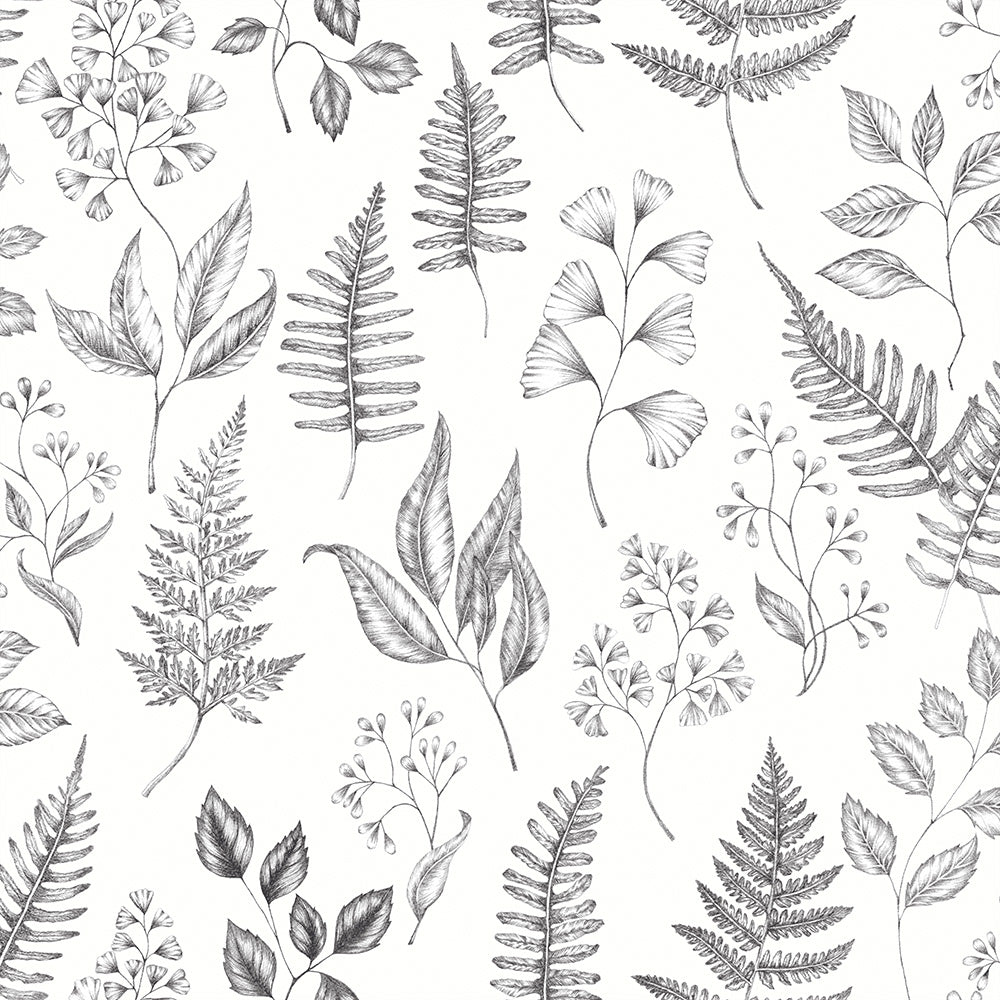 Betula – 15936
