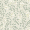 Blåregn, Beige