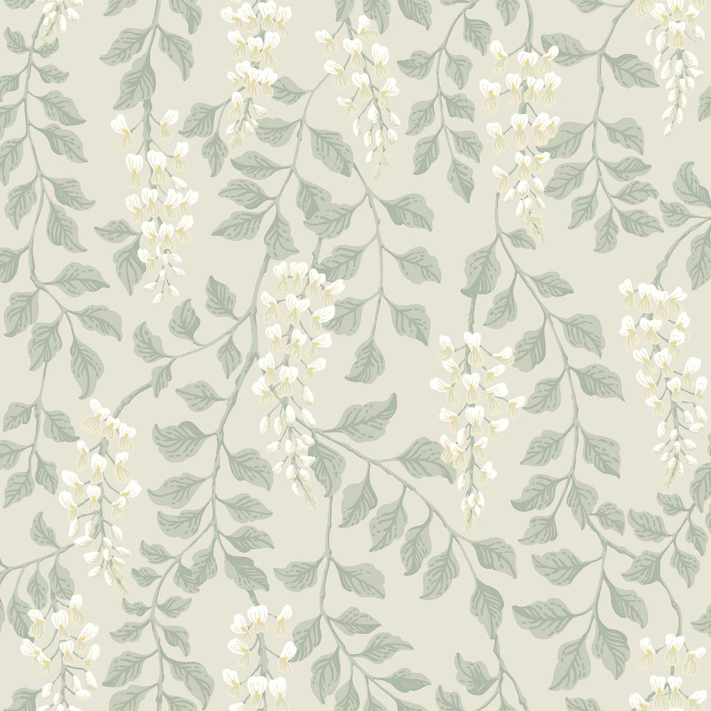 Blåregn, Beige