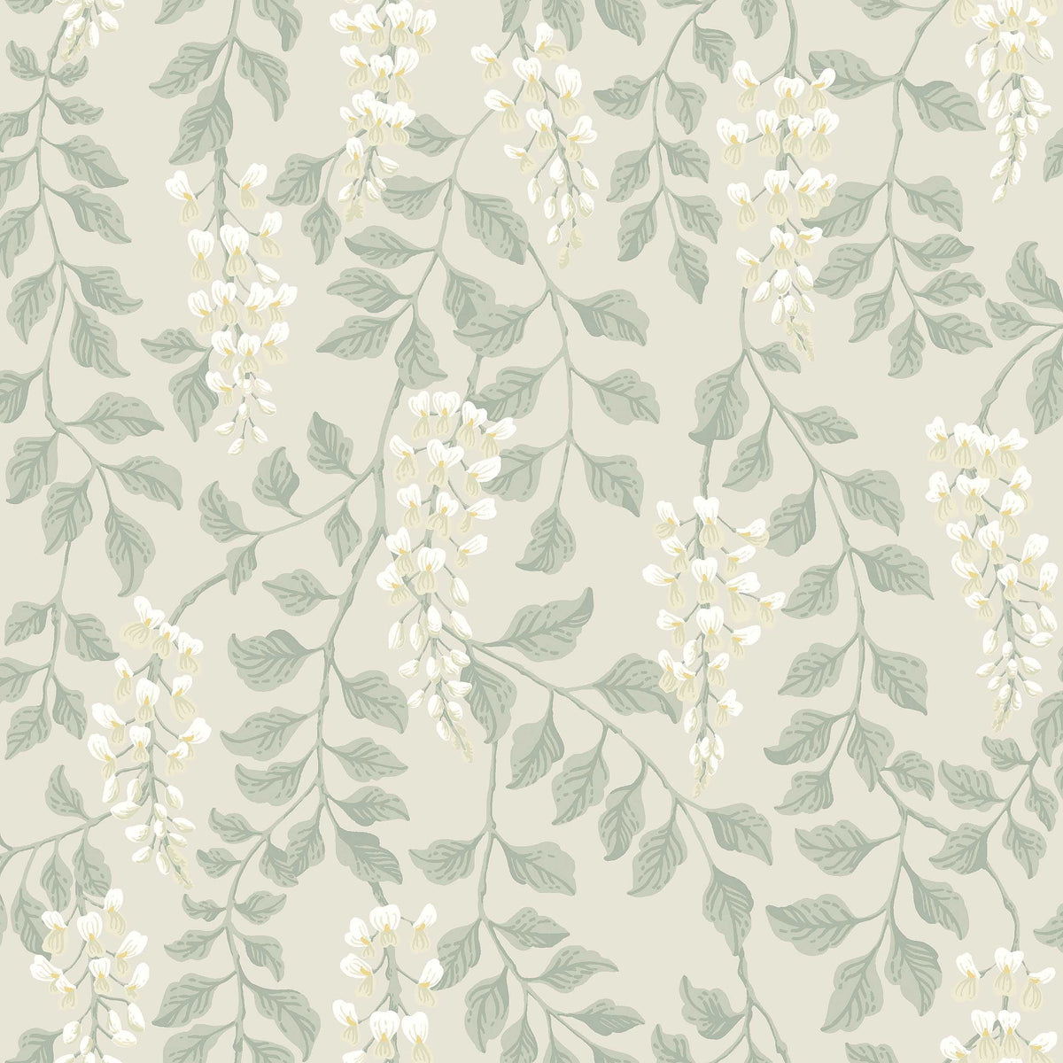 Blåregn, Beige