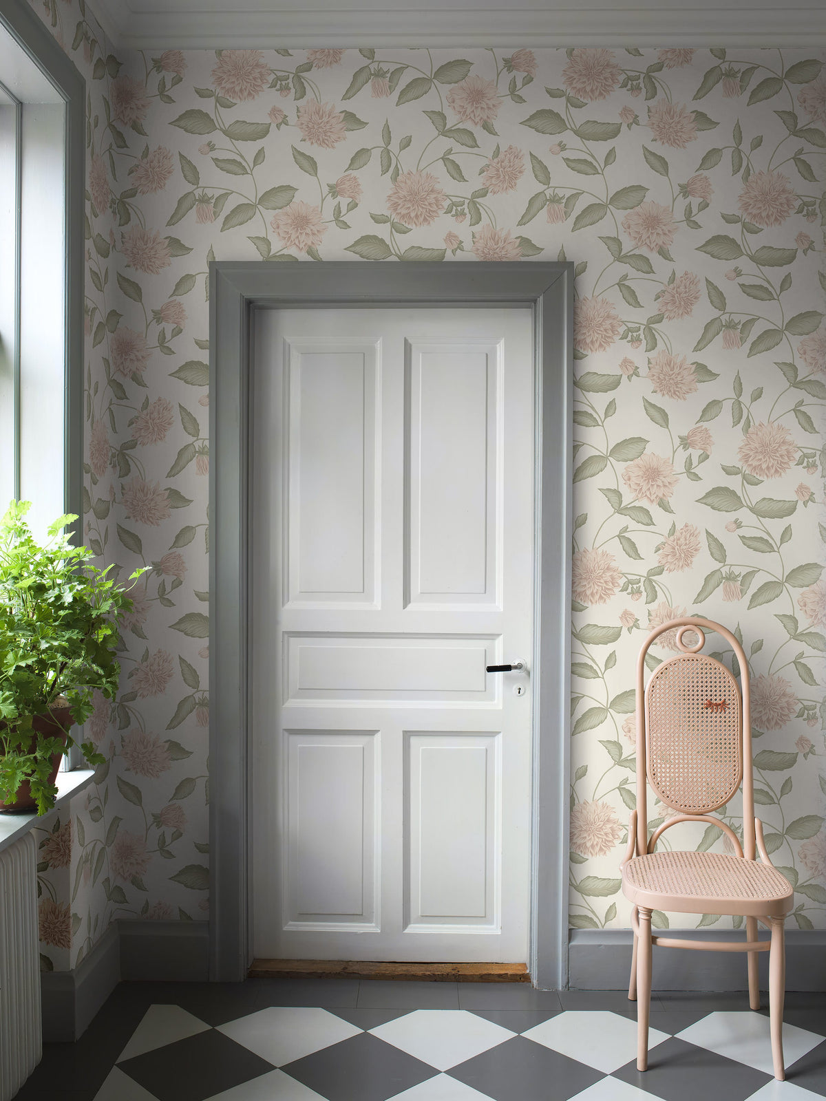 Dahliadröm, Pink