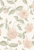 Dahliadröm, Pink