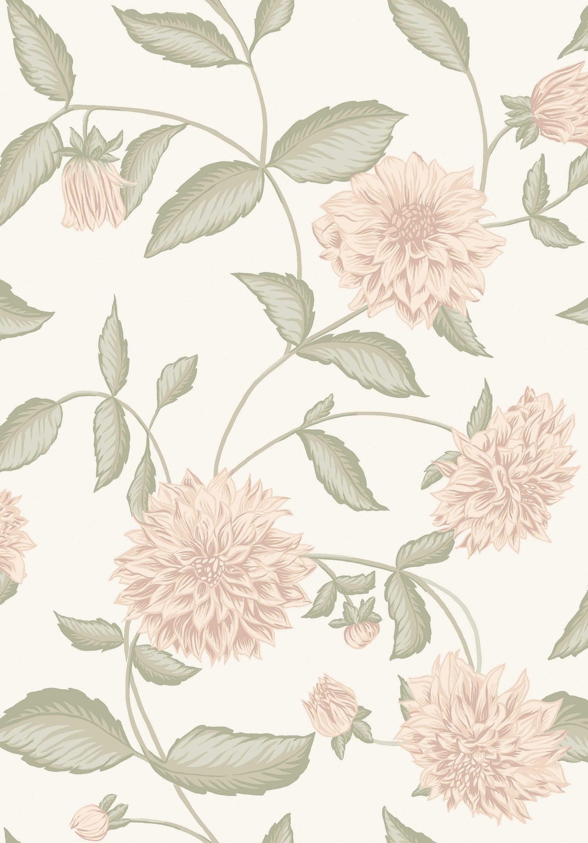 Dahliadröm, Pink