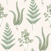 Herba, White