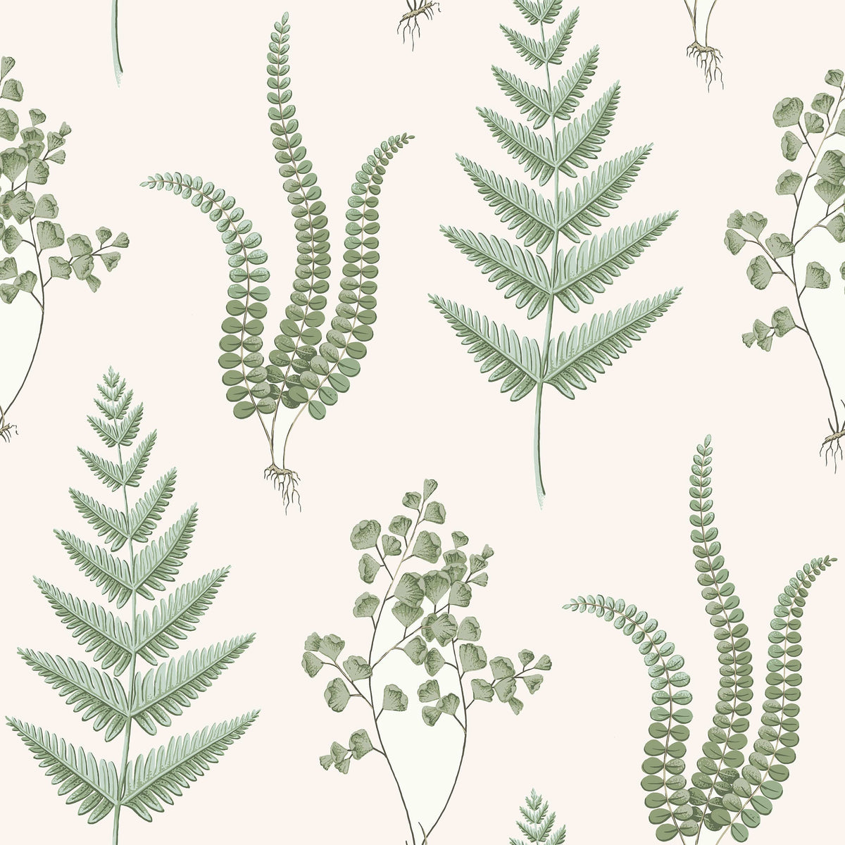 Herba, White