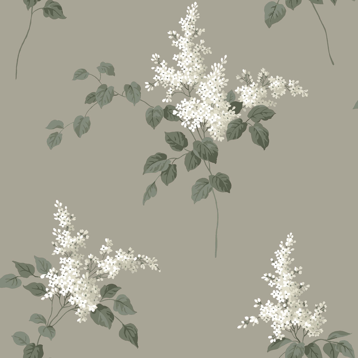 Lilacs, Brown