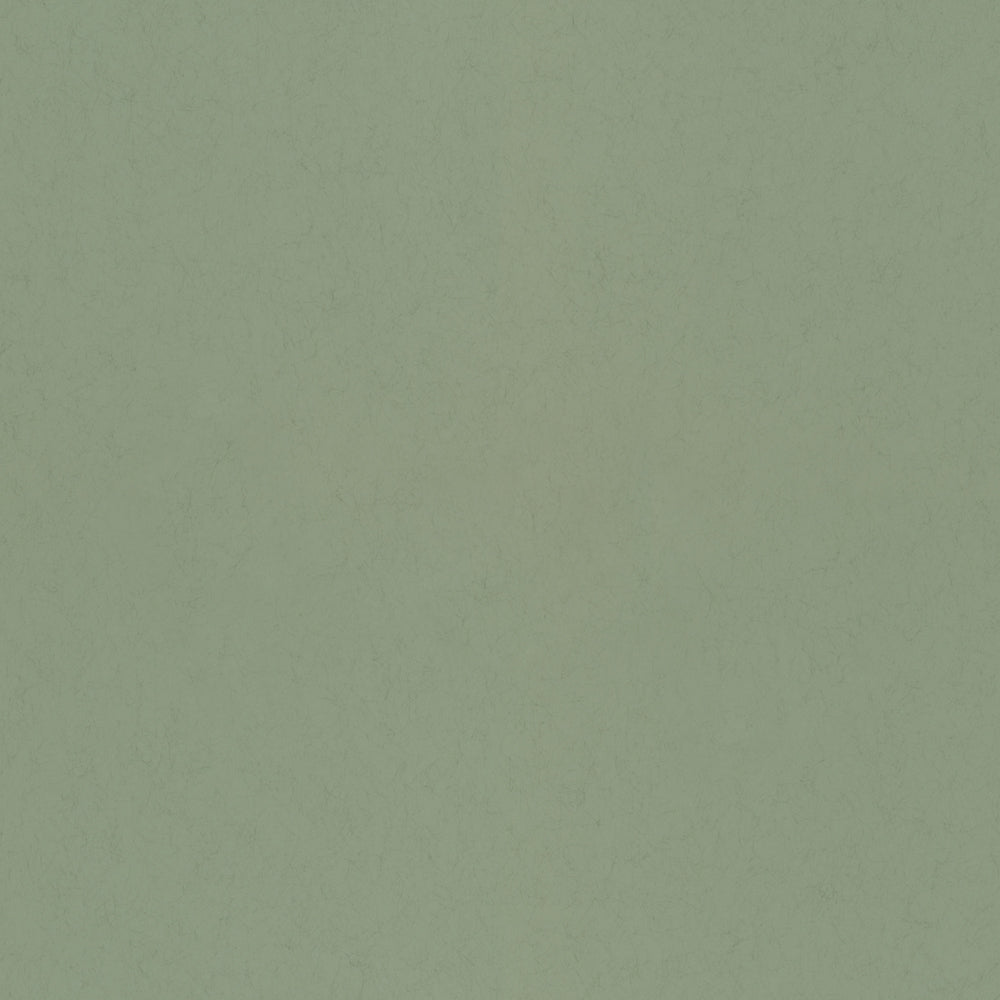 Salvia – 77006