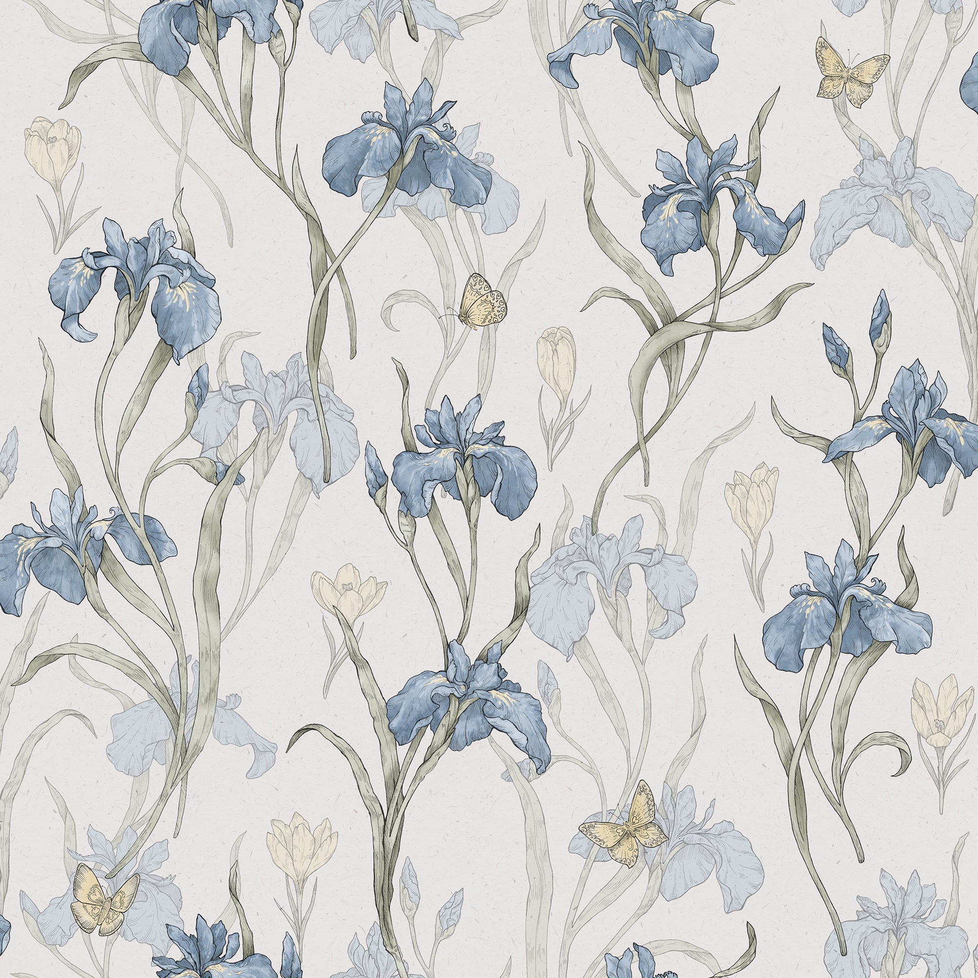Iris, Sky Blue