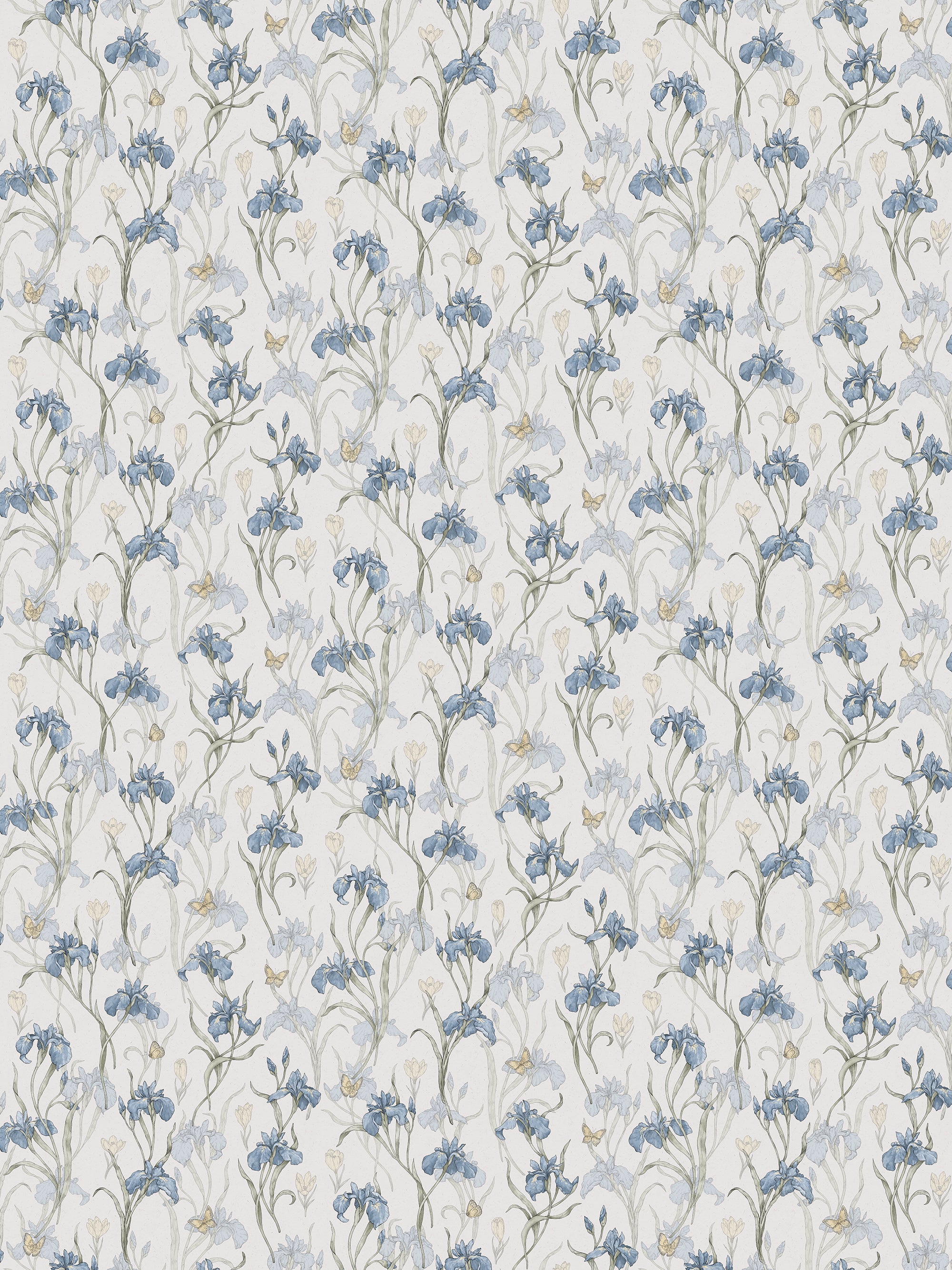 Iris, Sky Blue