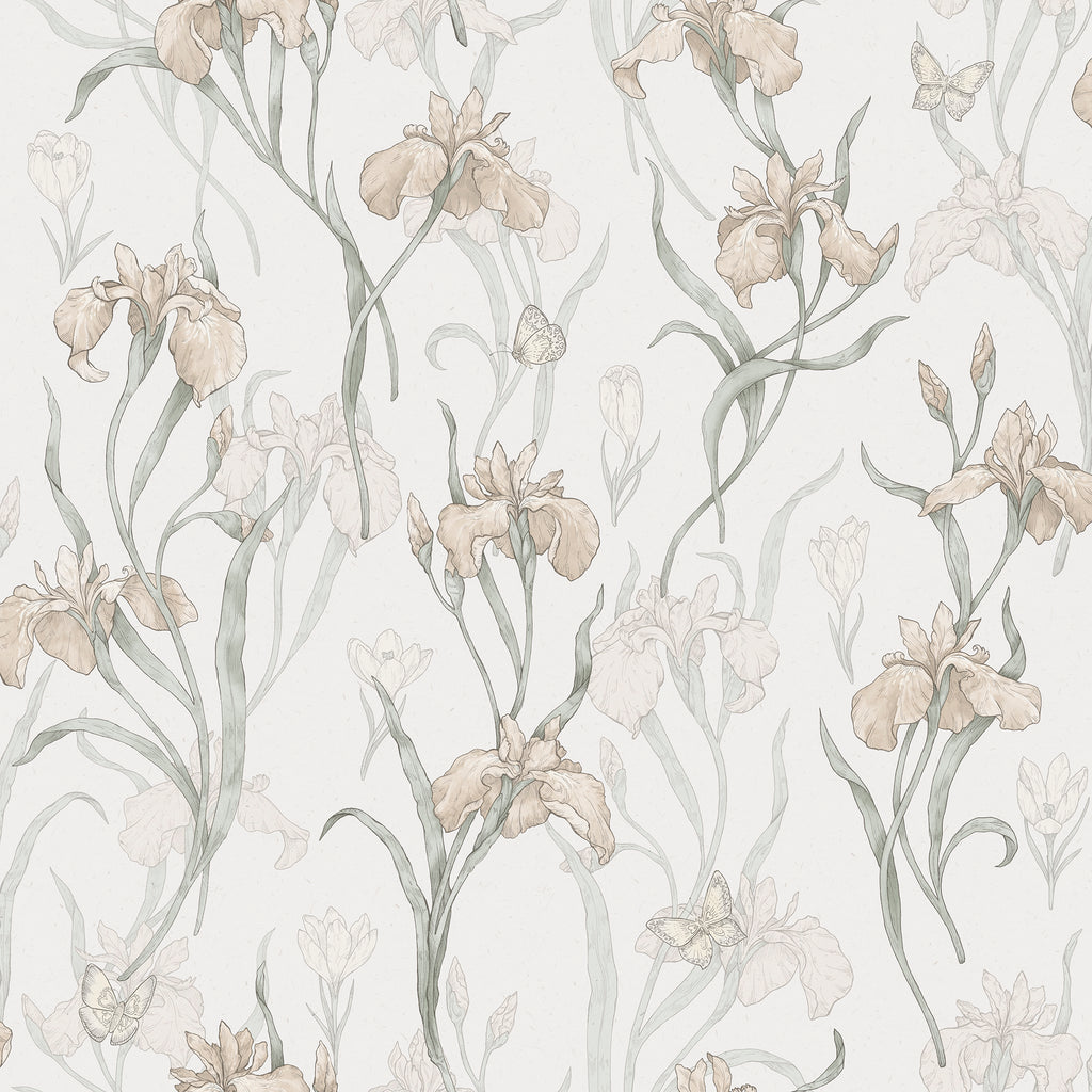Iris, Powder Pink