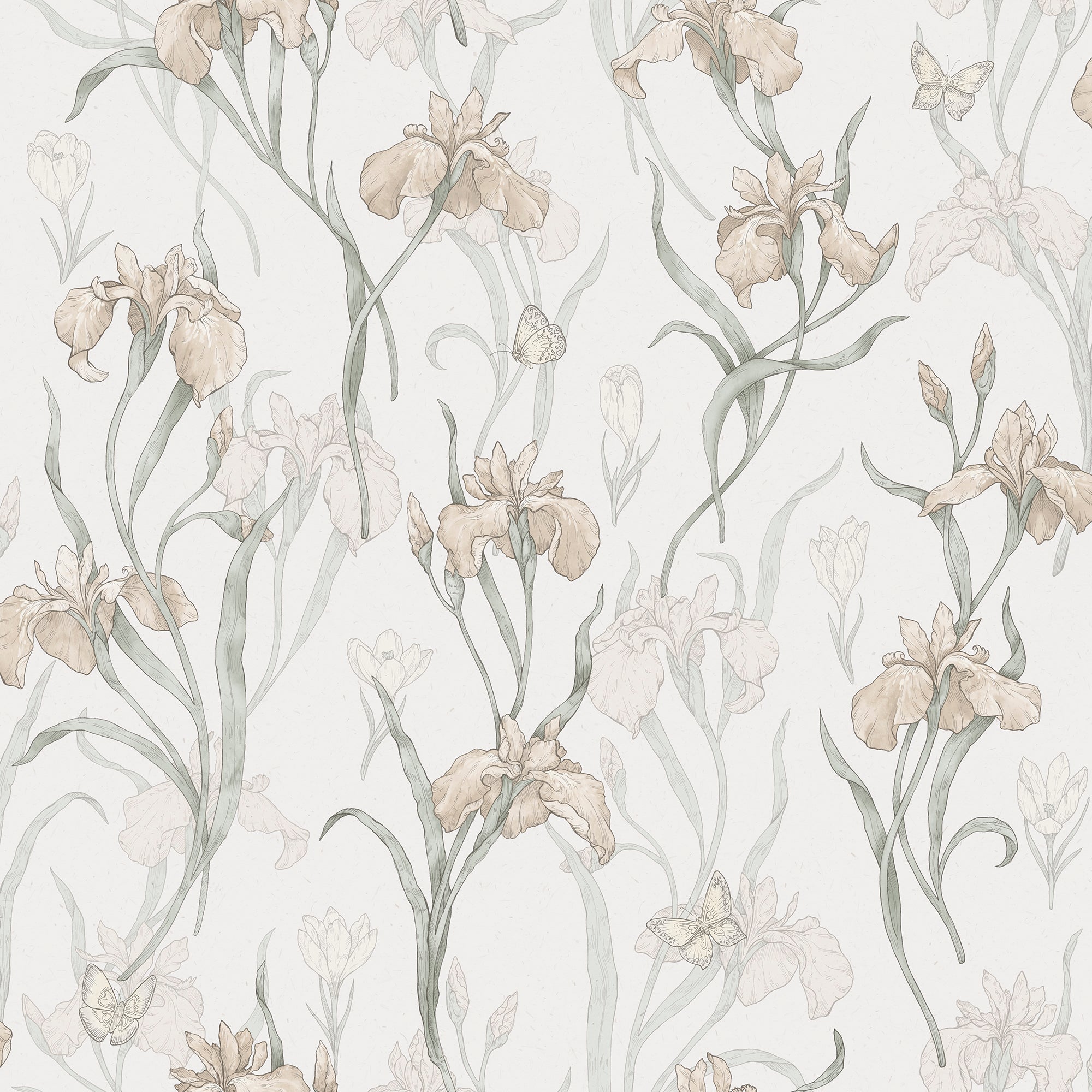 Iris, Powder Pink