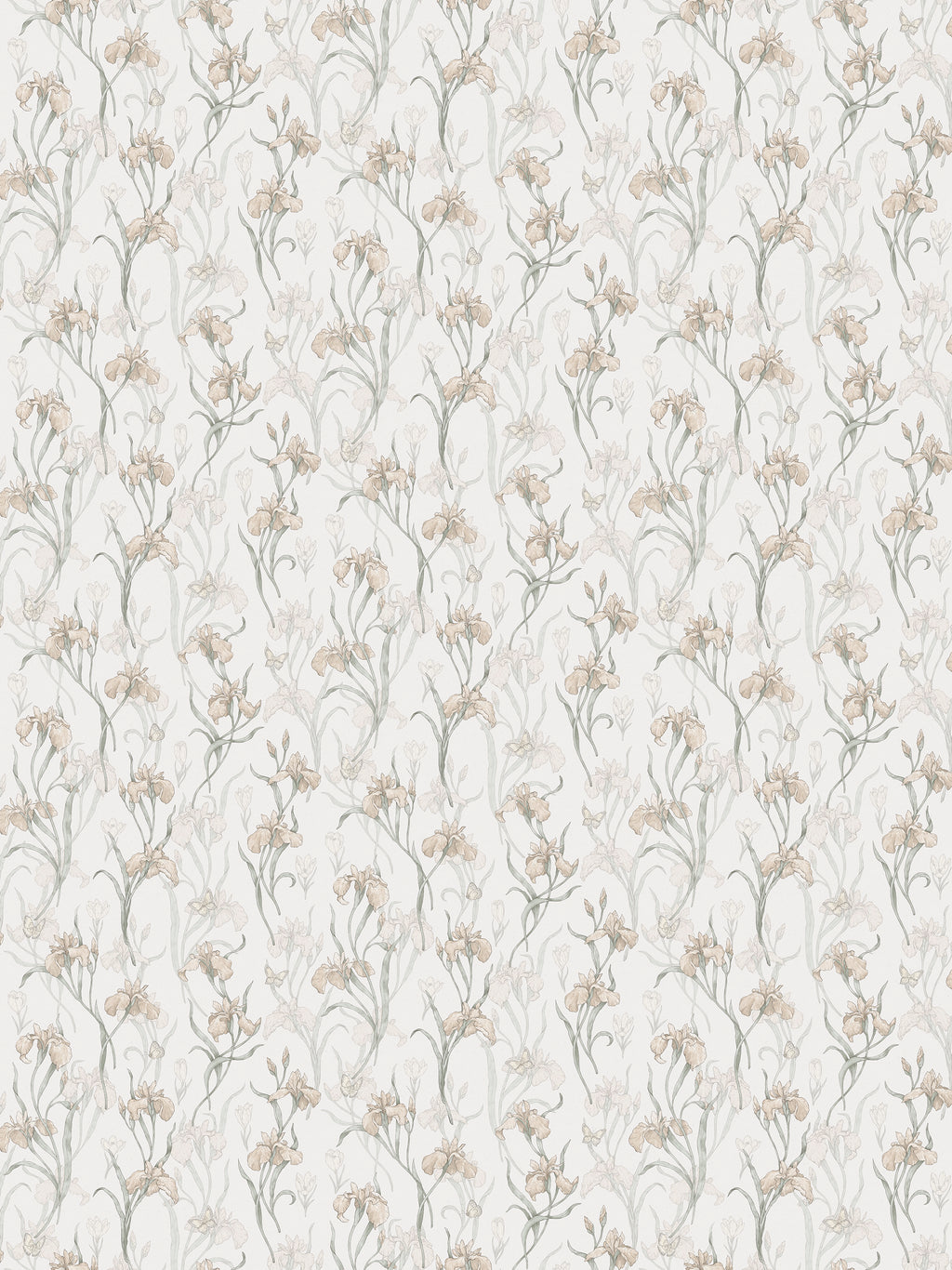 Iris, Powder Pink