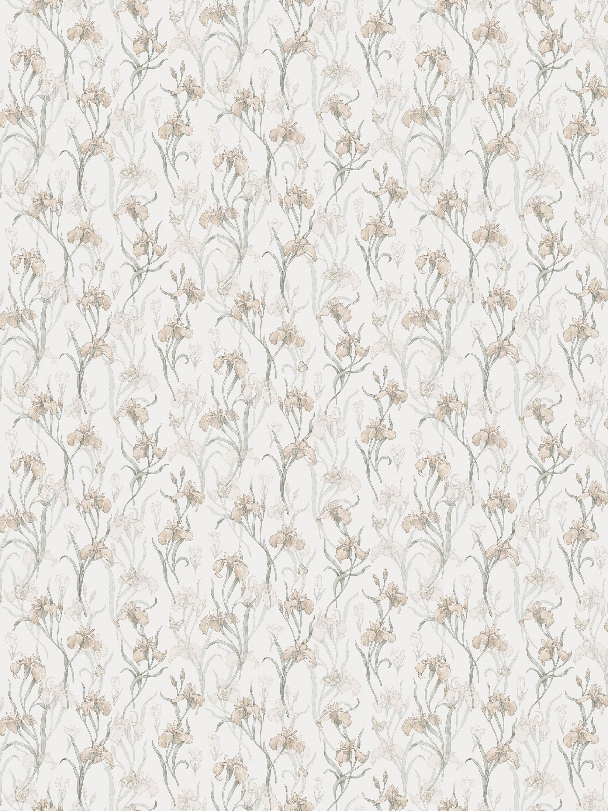 Iris, Powder Pink