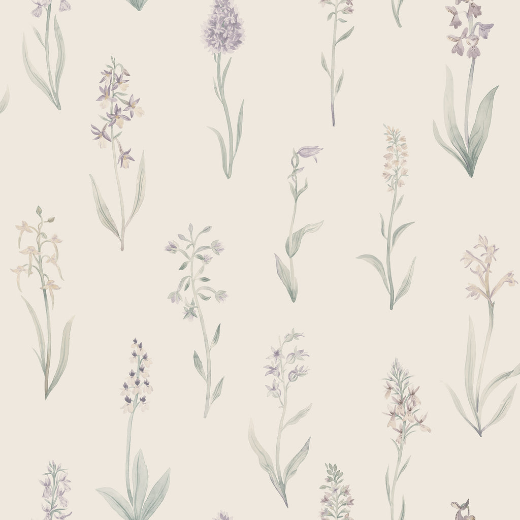 Alma, Lilac