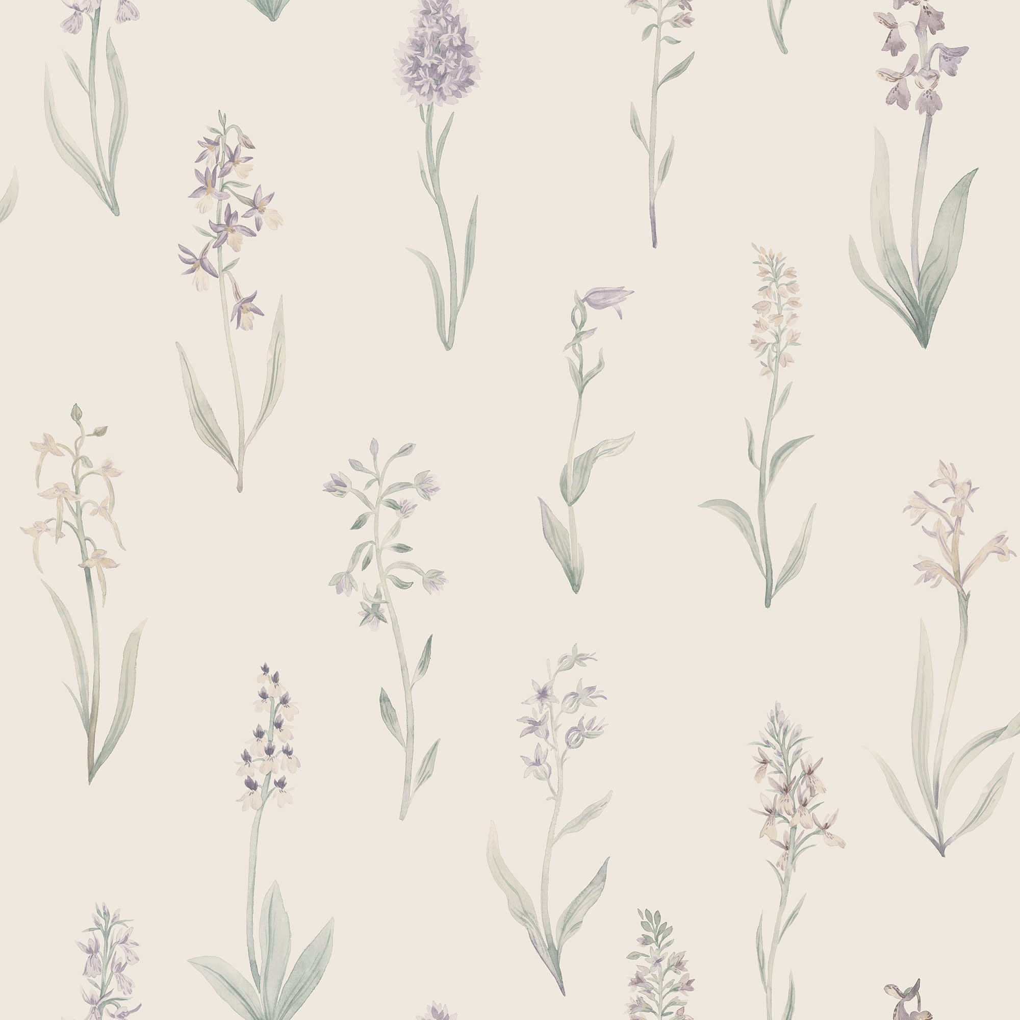 Alma, Lilac
