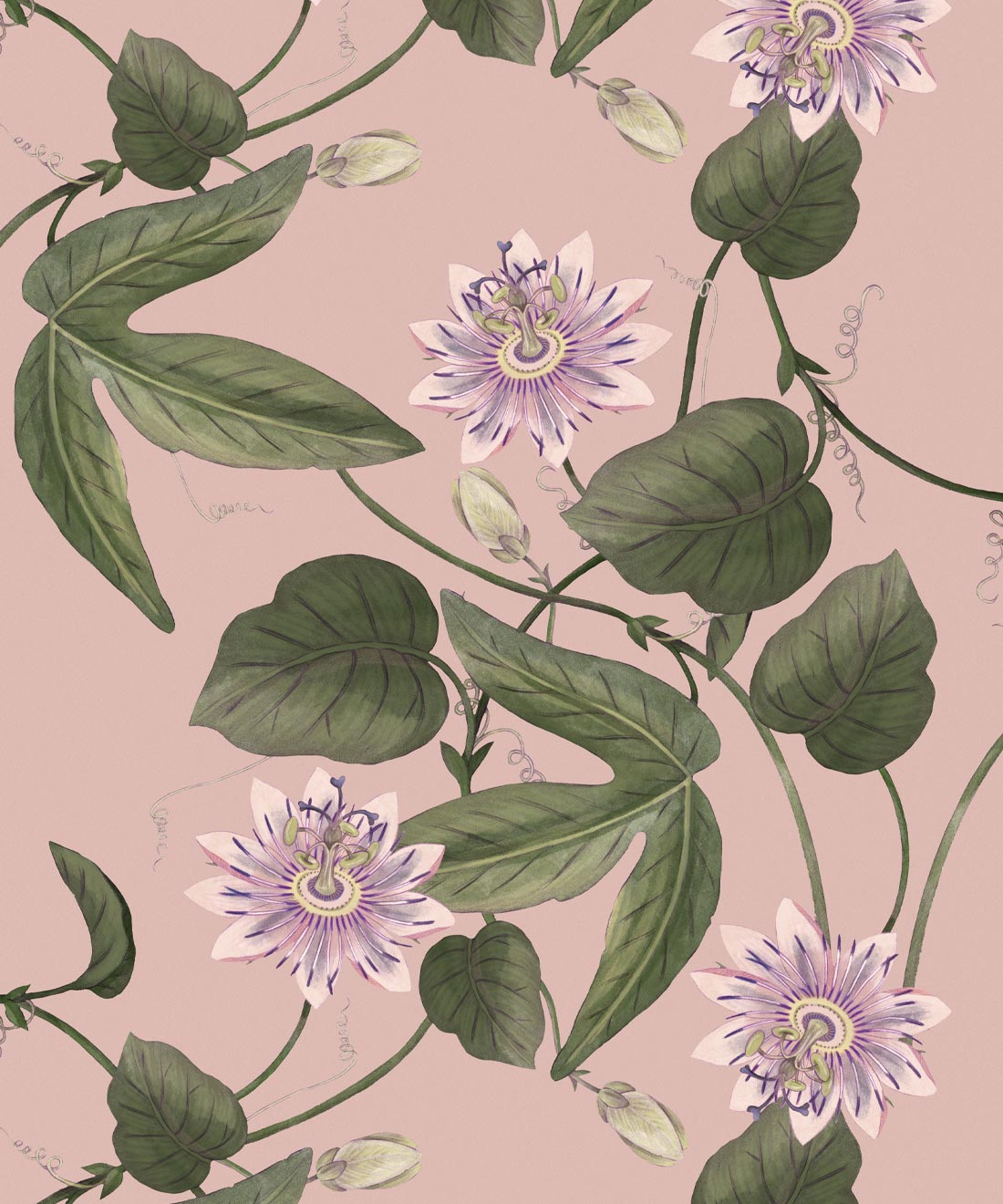 Passiflora Wallpaper, Warm Pink