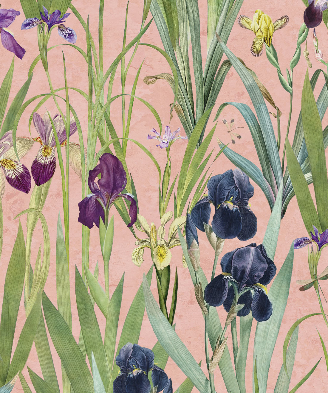 Iris Wallpaper, Pink