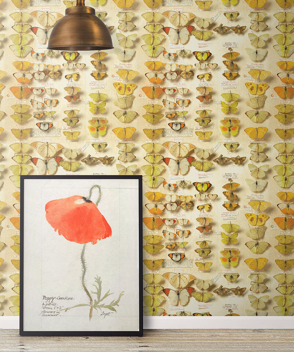 Lepidoptera Wallpaper