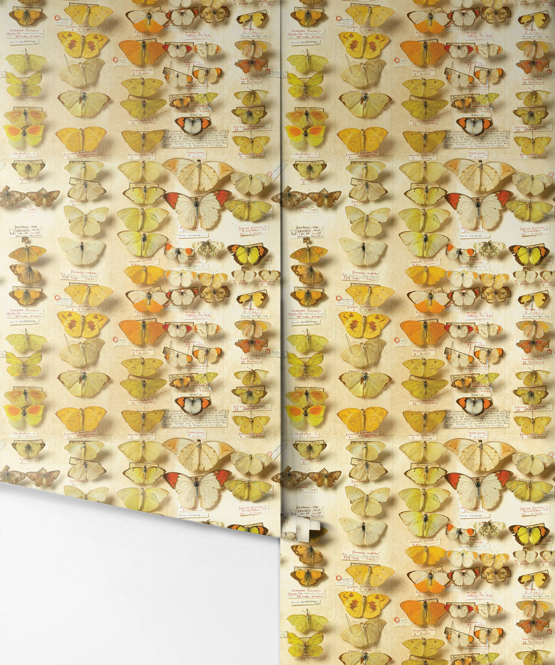Lepidoptera Wallpaper
