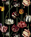 Tulipa Wallpaper, Lux Night
