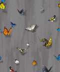 Papilio Wallpaper, Night