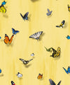 Papilio Wallpaper, Sunrise