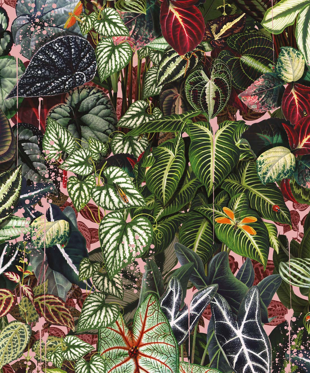 Verde Wallpaper, Coral