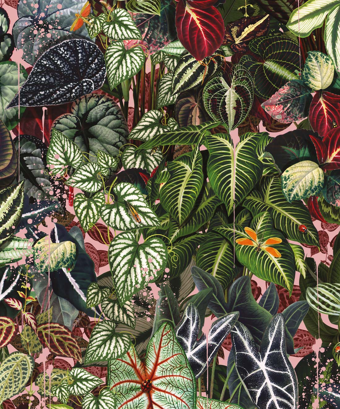 Verde Wallpaper, Coral