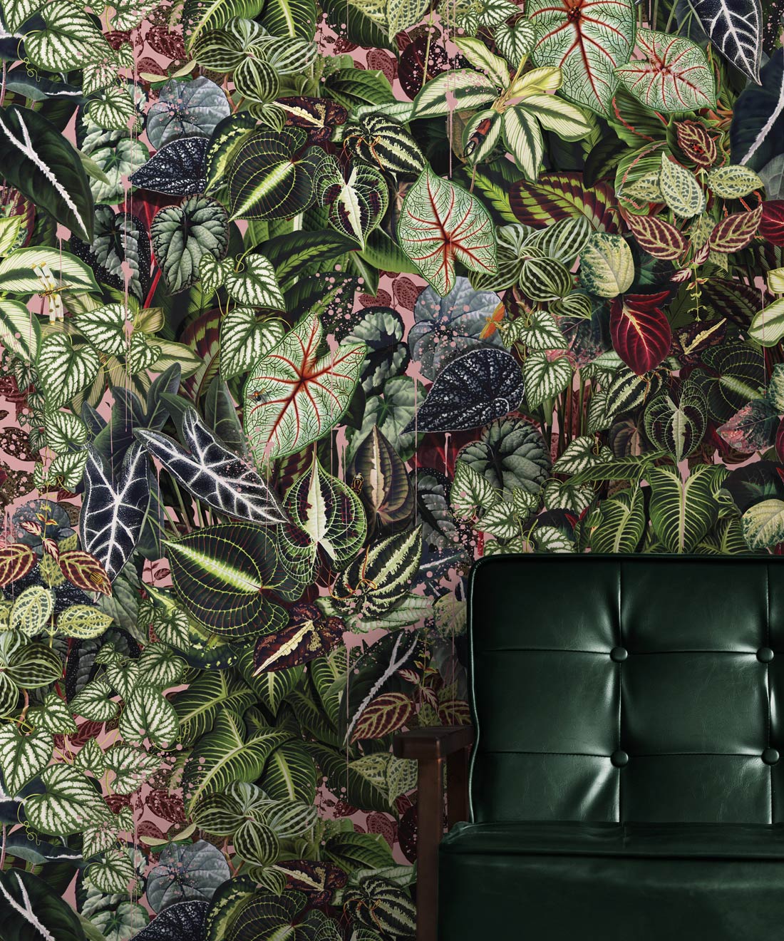 Verde Wallpaper, Coral
