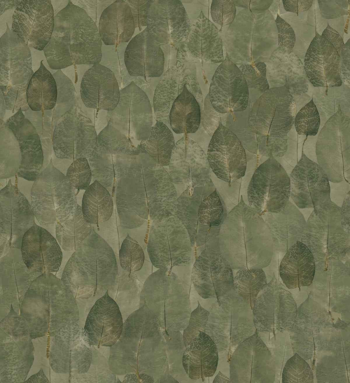 Suman Pistachio