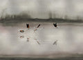 Doñana Silver